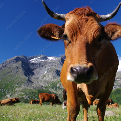 dame réalisant une des opérations de fabrication des produits savoie lactee